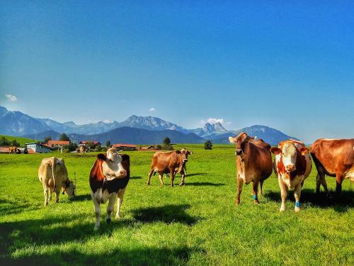 austrieb