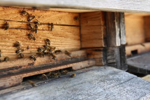 unsere fleißigen Bienen