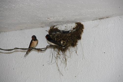 Schwalben - unsere Glücksboten