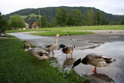 Unsere Enten