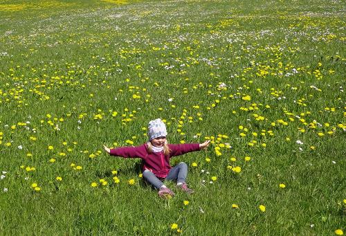 Löwenzahnblüte