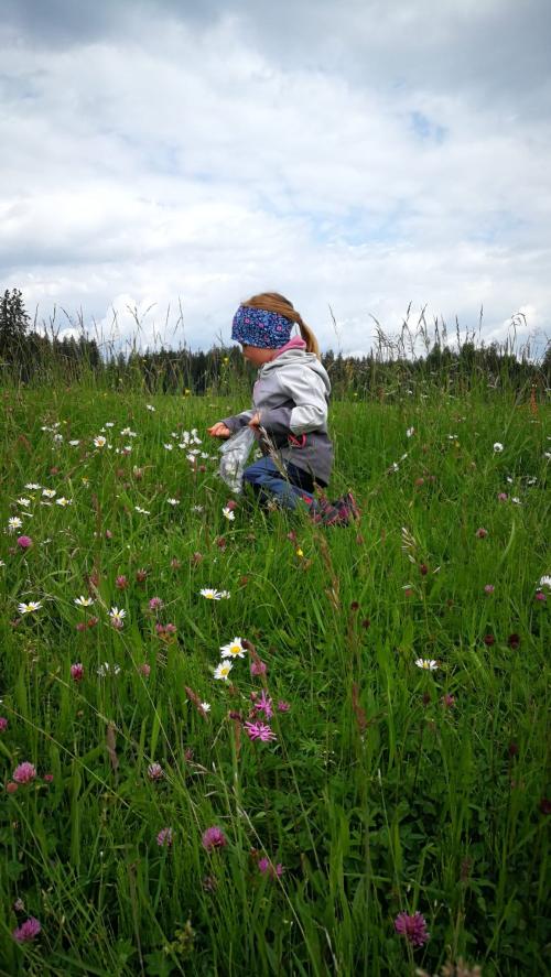 Blumenwiese