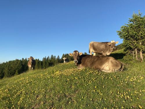 Auf der Weide geht es uns gut