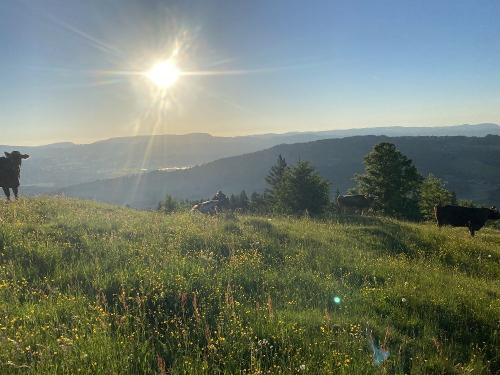 Unsere Geißalpe am Grünten