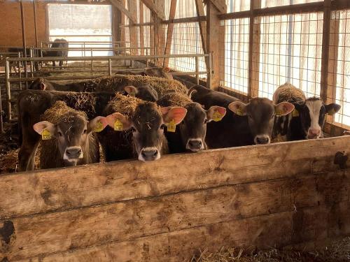 Neugieriges Jungvieh Neugieriges Jungvieh