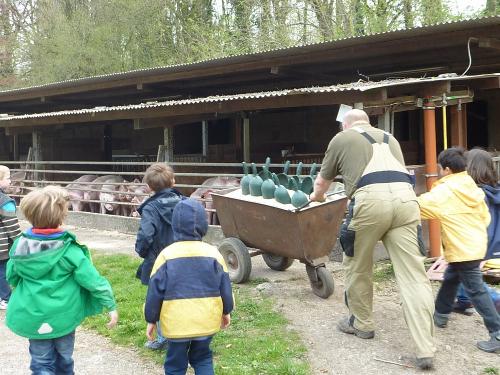Schweinefrühstück