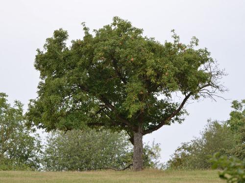 gummibrchen-apfelbaum