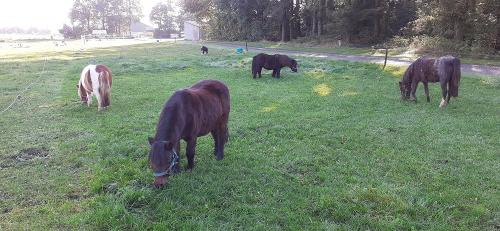 Unsere Ponys