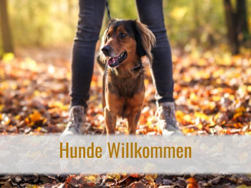 Hund