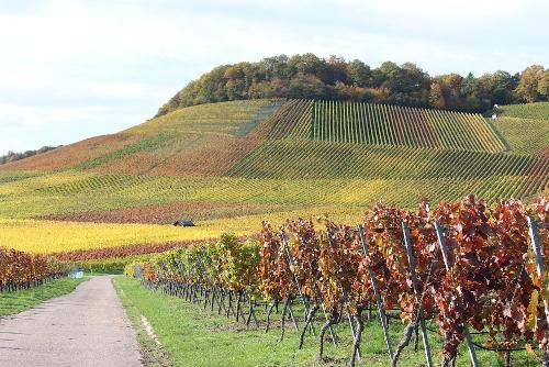 Die Roemer Weinberg