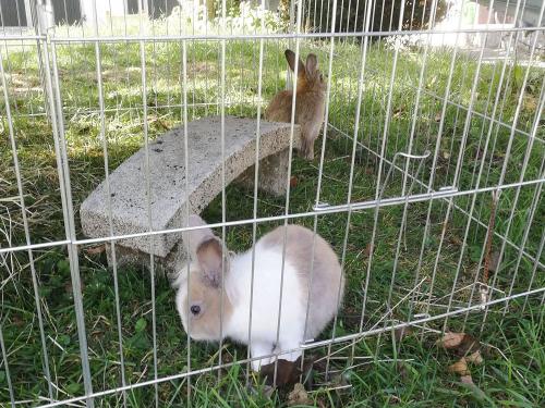 Unsere Kaninchen im Freigehege
