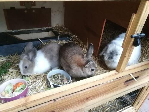 Unsere Kaninchen Otto, Herbert und Olivia