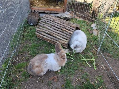 Löwenzahn für die Kaninchen