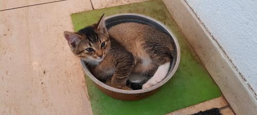 die kleine Katze Socke