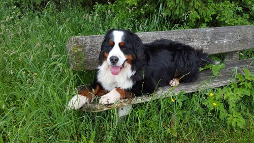 unser Hofhund Balou