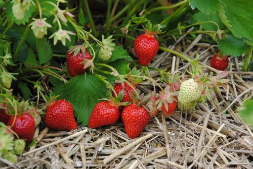 Erdbeeren pflücken - auf unseren Erdbeerfeldern
