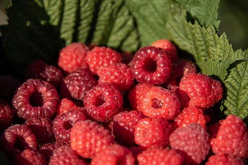himbeeren