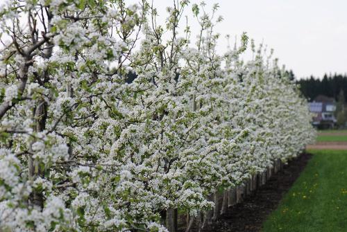 Unsere Obstgärten im Frühling