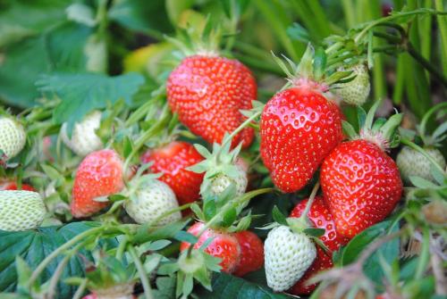 Erdbeeren pflücken - auf unseren Erdbeerfeldern