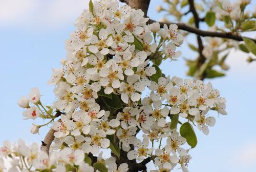 Frühling in unseren Obstgärten