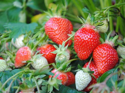 Erdbeeren pflücken - auf unseren Erdbeerfeldern