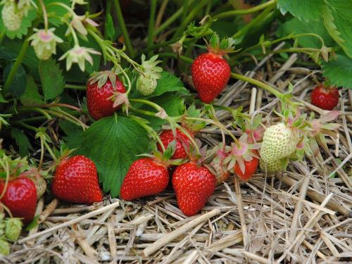 Erdbeeren pflücken - auf unseren Erdbeerfeldern