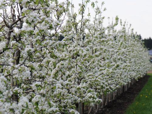 Unsere Obstgärten im Frühling