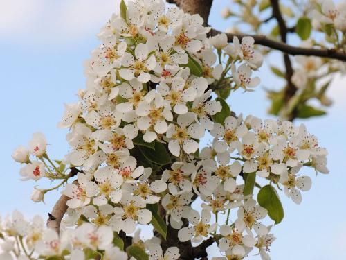 Frühling in unseren Obstgärten