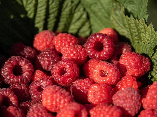 himbeeren