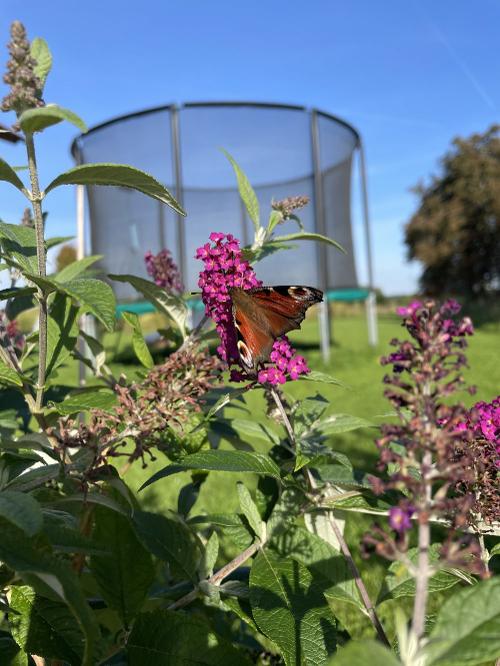 Trampolin im Garten neben Rutsche und Schaukel