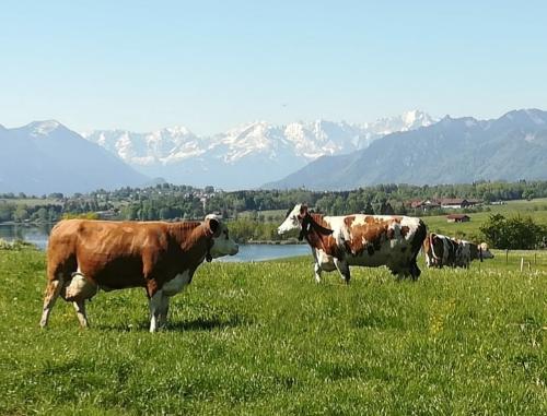 Auch unsere Kühe genießen das herrliche Panorama