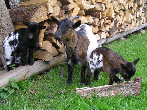 Oberjosenhof Tiere