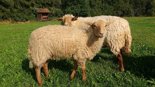 Oberjosenhof Tiere