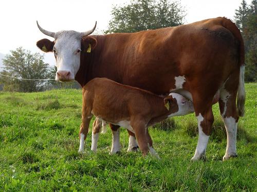 Oberjosenhof Tiere