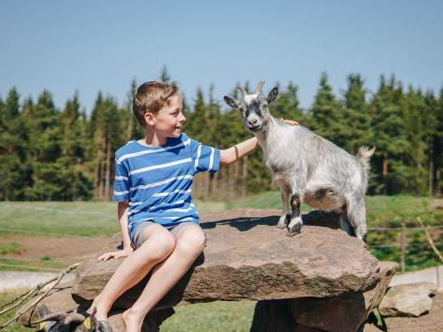 Ziege wird gestreichelt Ziege wird gestreichelt