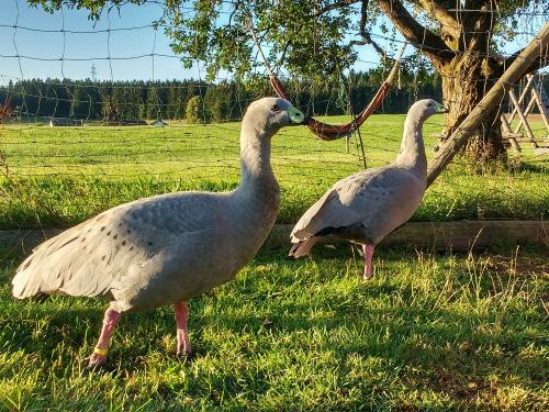 Oberjosenhof Hühnergänse Oberjosenhof Hühnergänse
