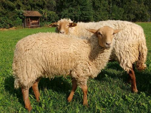 Oberjosenhof Coburger Fuchsschafe Oberjosenhof Coburger Fuchsschafe