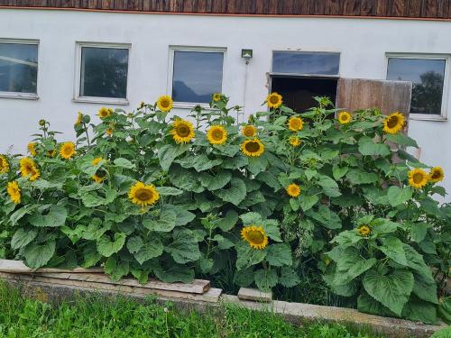 Sonnenblumen