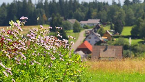 fewo_leber_blumen