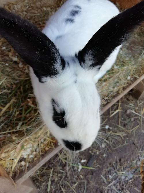 fewo_leber_kaninchen