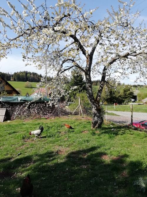 fewo_leber_baum