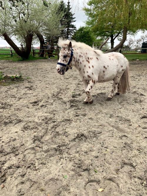Mini-Shetty Kleiner Onkel