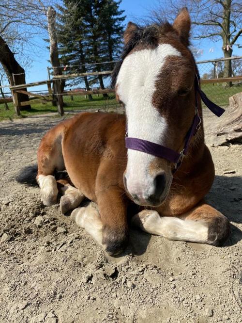Pony Blue Dancer