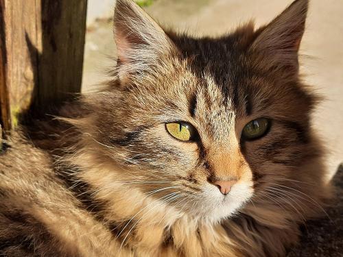 Schmusekatze Anna
