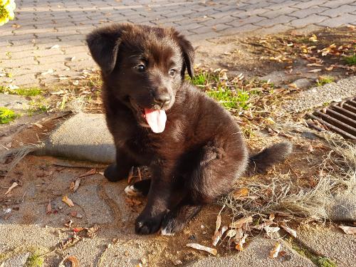 unser kleiner Hund Muffi