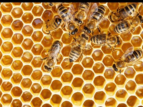 bienen
