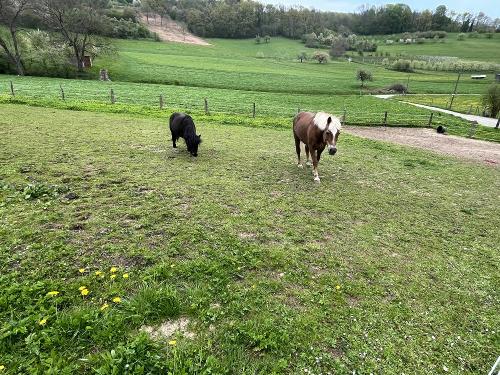 Ponys