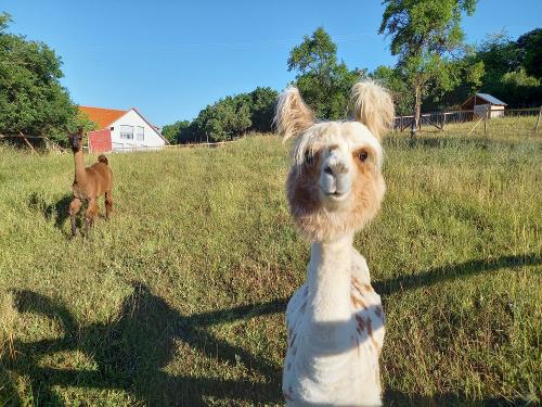 Unsere Lamas