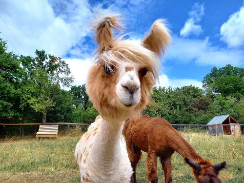 Lamas Thea und Vaiana