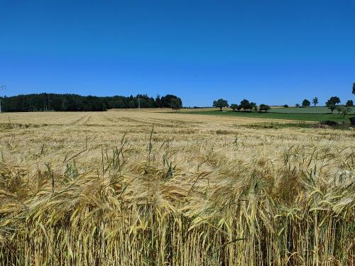 Blick in die Felder